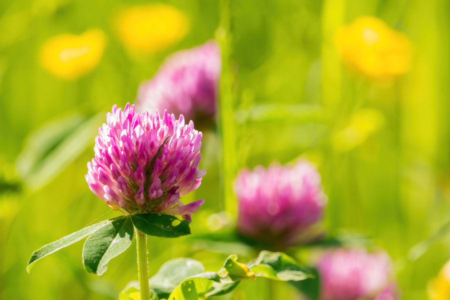 Klee auf einer Blumenwiese