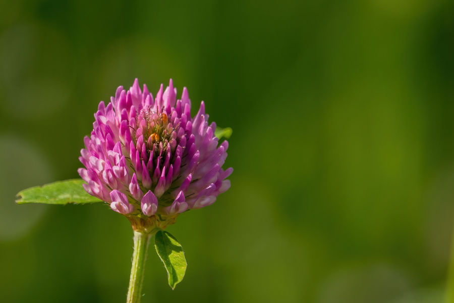 Kleeblüte