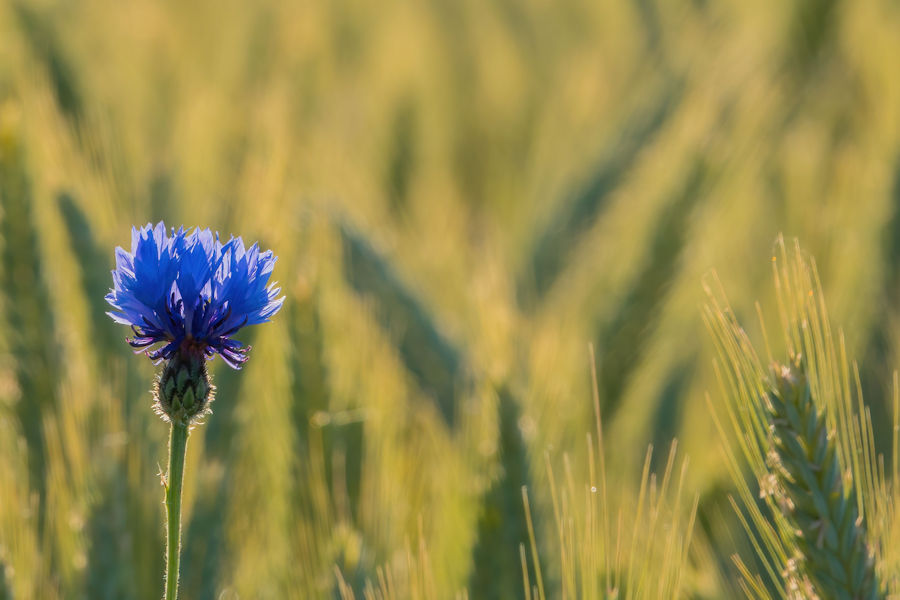 Kornblume im Kornfeld