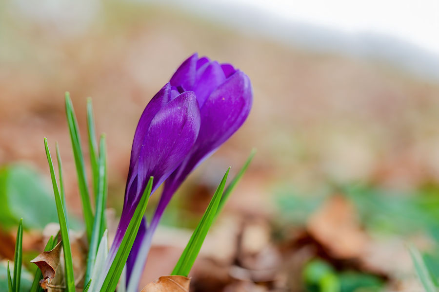 Krokusse
