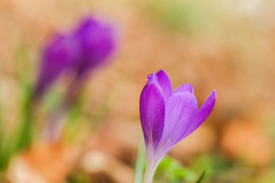 Krokusse