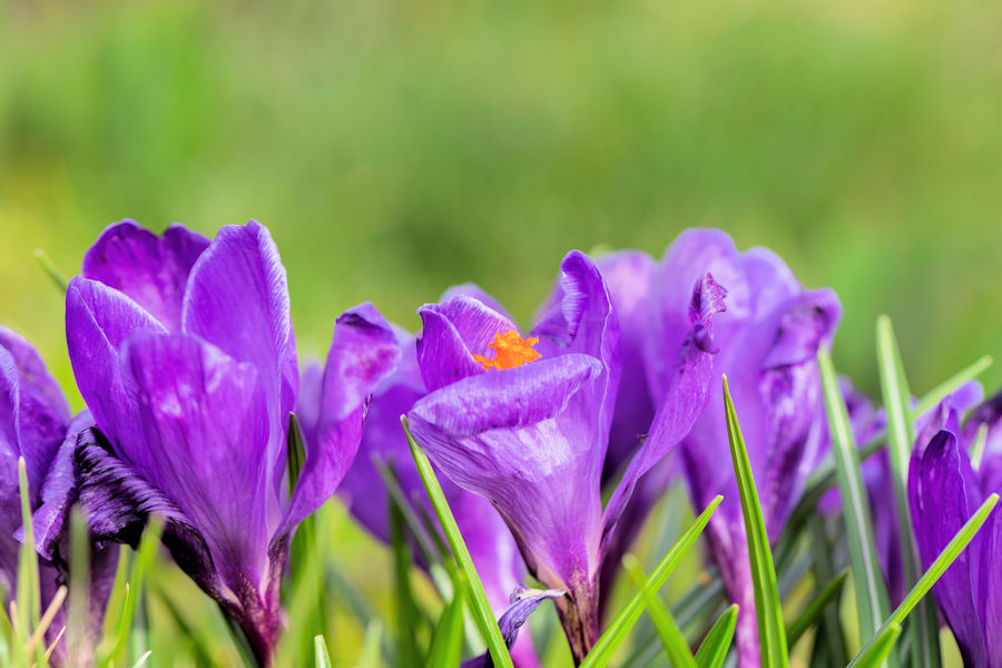 Krokusse