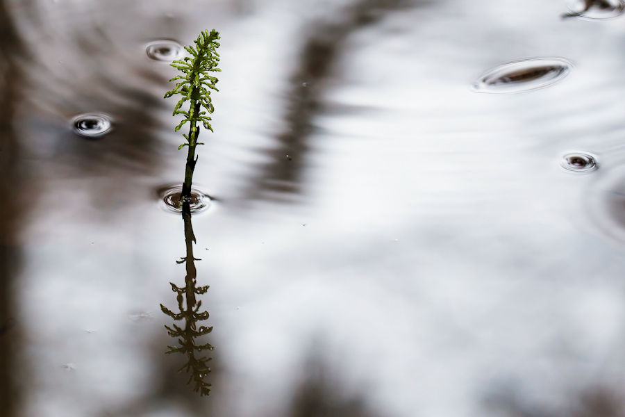 Neuer Pflanzentrieb mit Spiegelung in einer Wasserpfütze