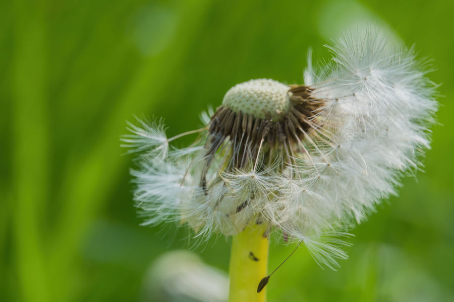 Pusteblume