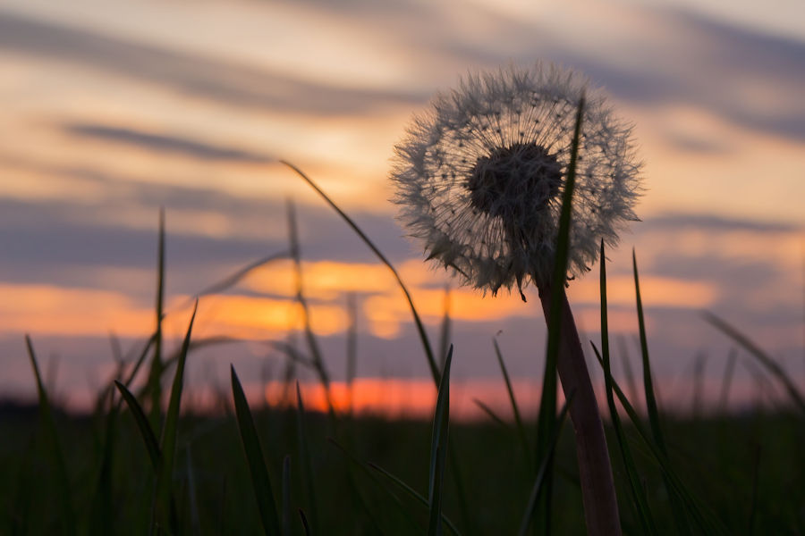 Pusteblume bei Sonnenuntergang