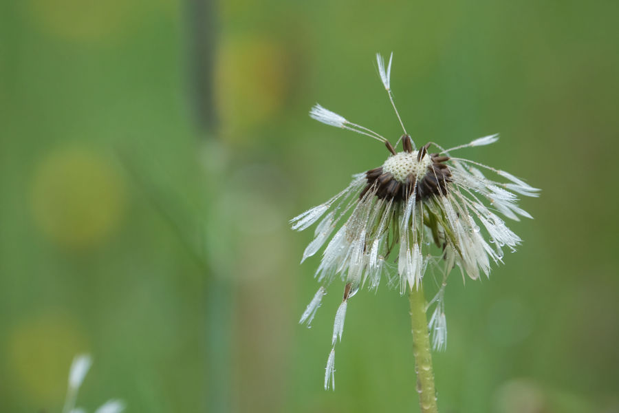 Pusteblumen