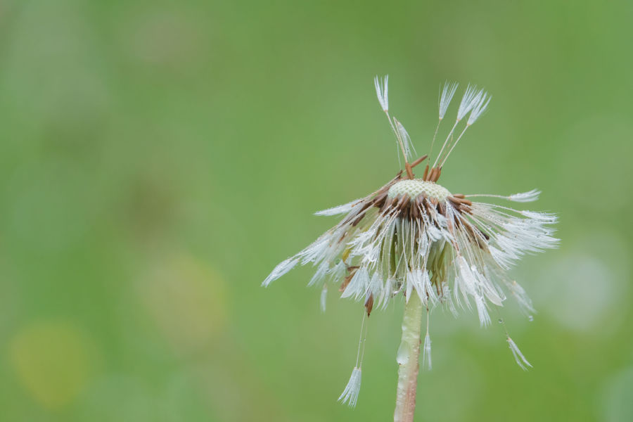 Pusteblumen