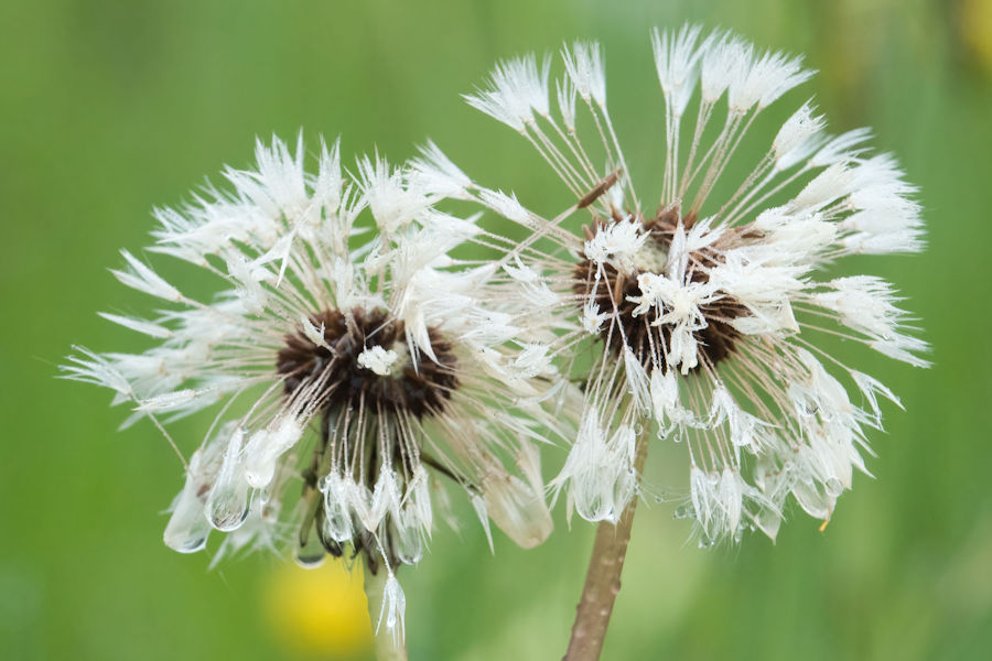 Pusteblumen