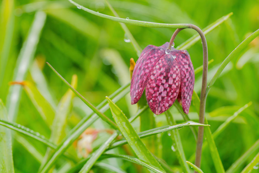 Schachbrettblume