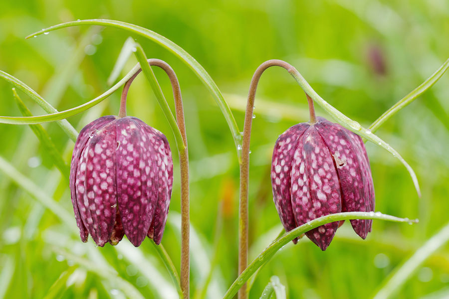Schachbrettblume