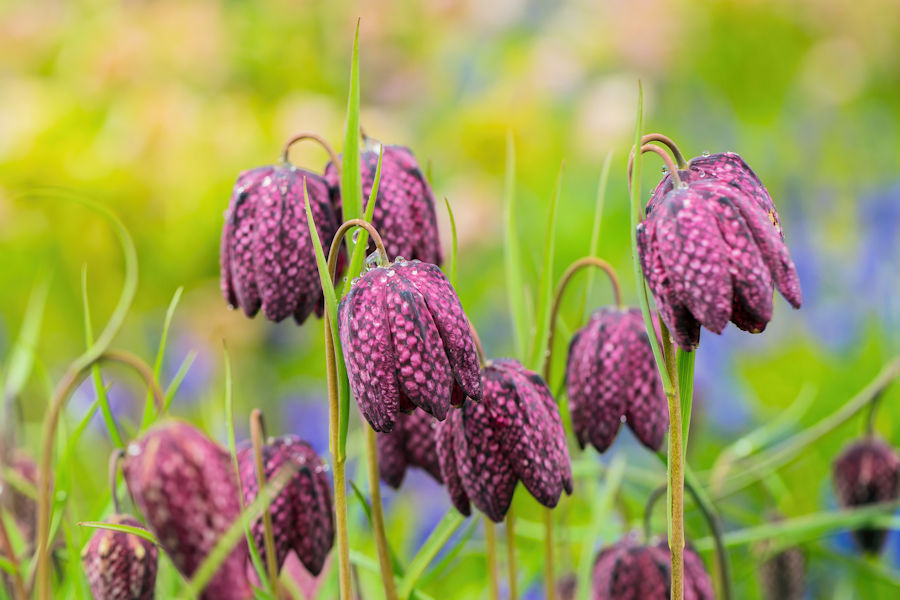 Schachbrettblume