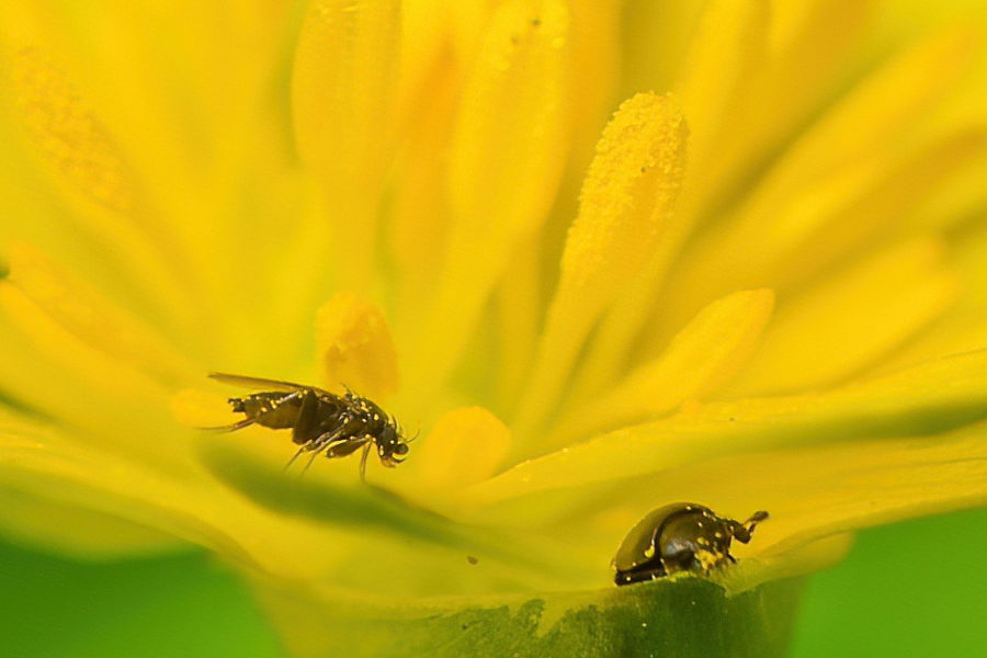 Scharbockskraut mit kleine Besuchern