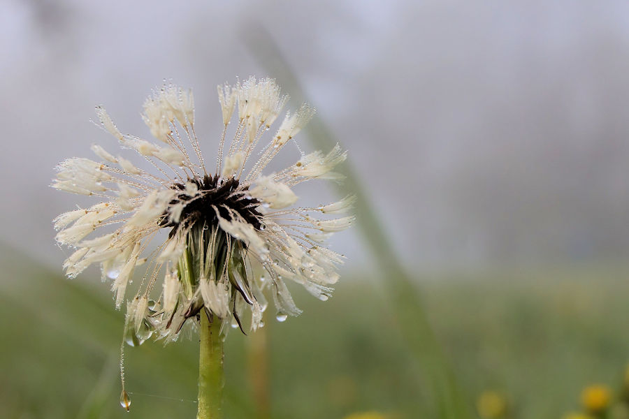 Tautropfen auf einer Pusteblume