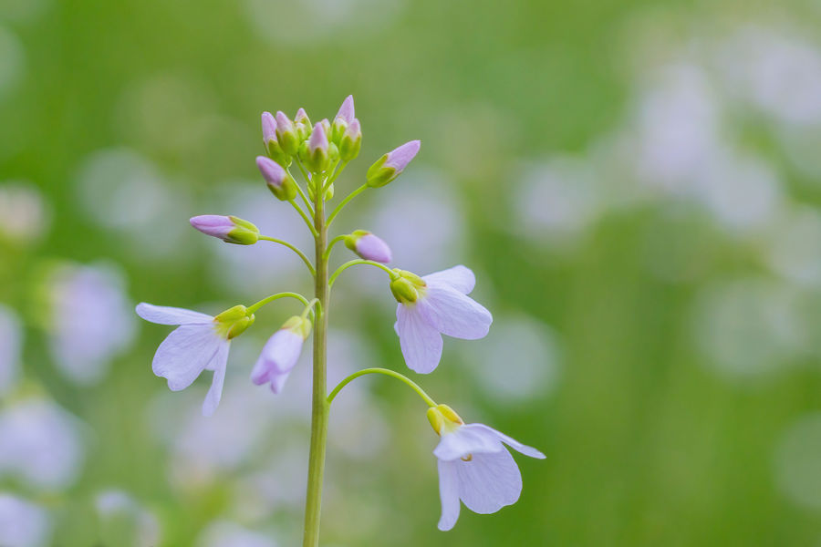 Wiesenschaumkraut