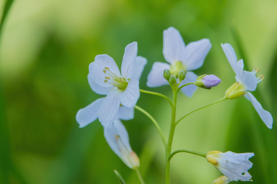Wiesenschaumkraut