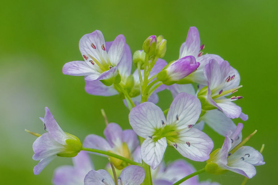 Wiesenschaumkraut