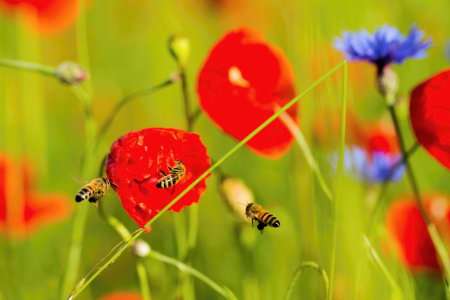 Bienen und Klatschmohn