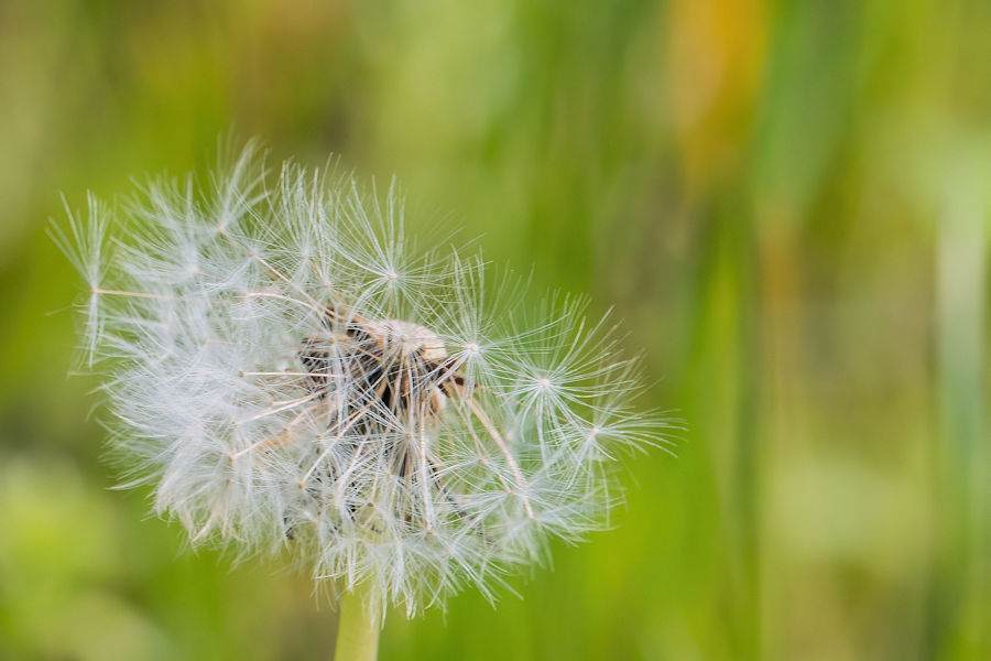 Pusteblume