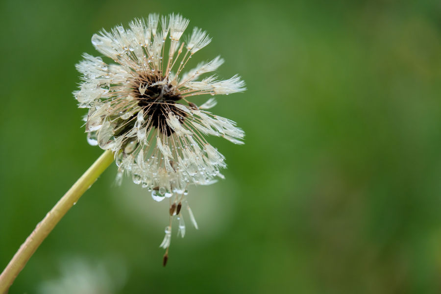 Pusteblume