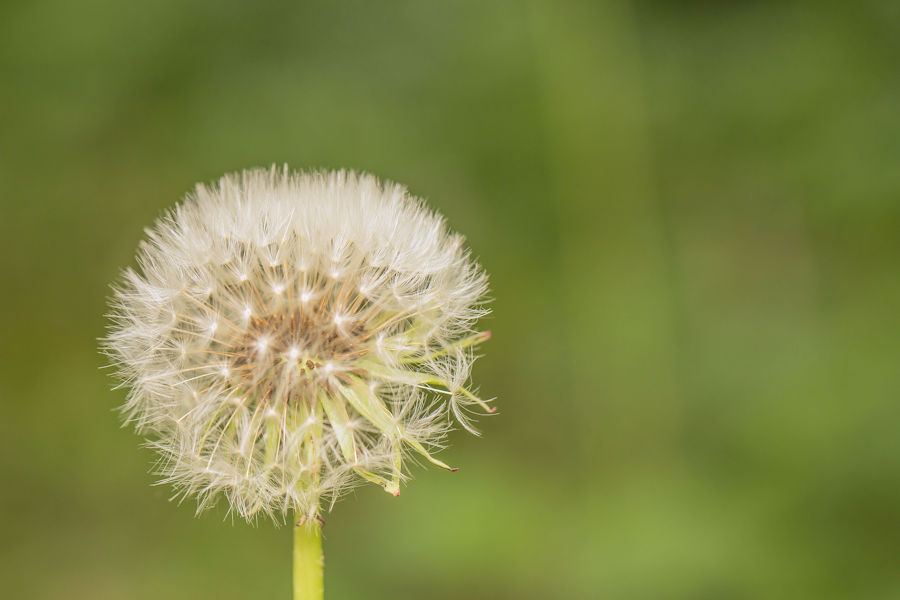 Pusteblume