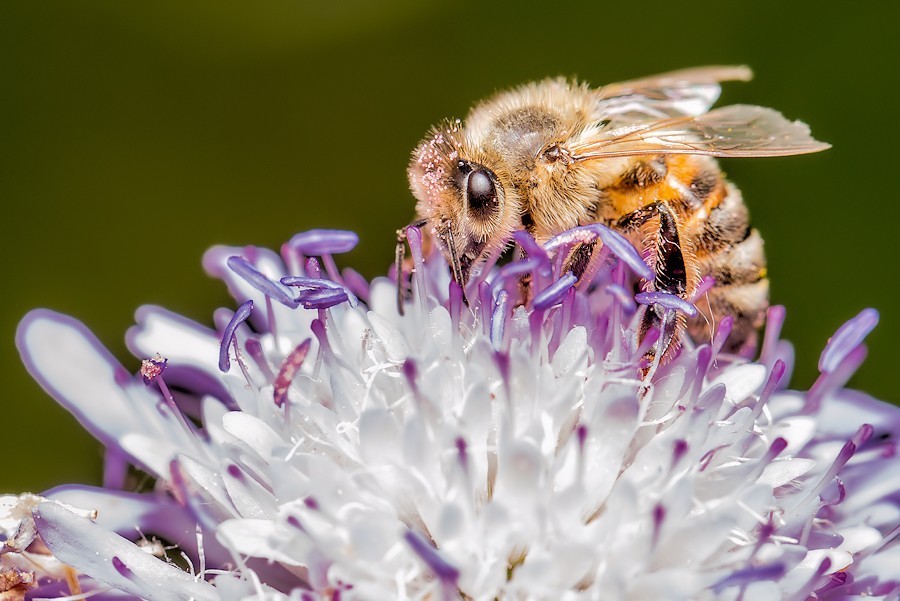 Acker Witwenblume mit Biene