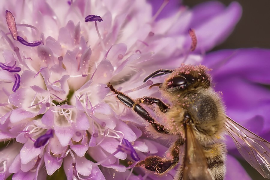 Acker Witwenblume mit Biene