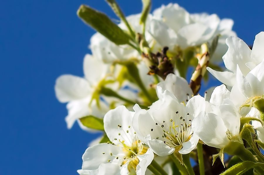 Apfelblüte