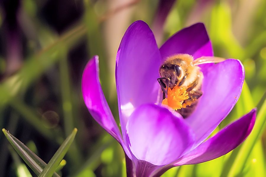 Biene auf Krokus