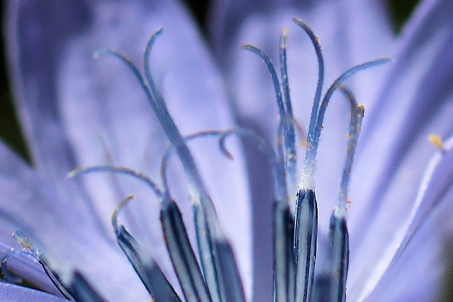 Blaue Blüte
