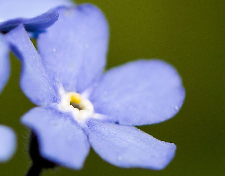 Blüte