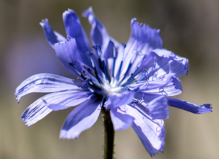 Blüte