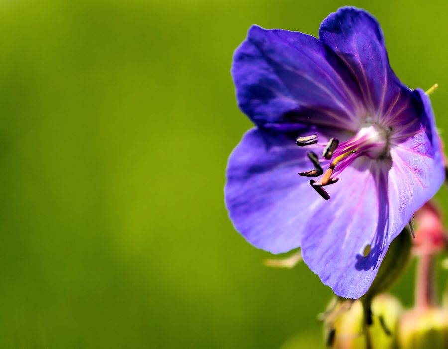 Blüte