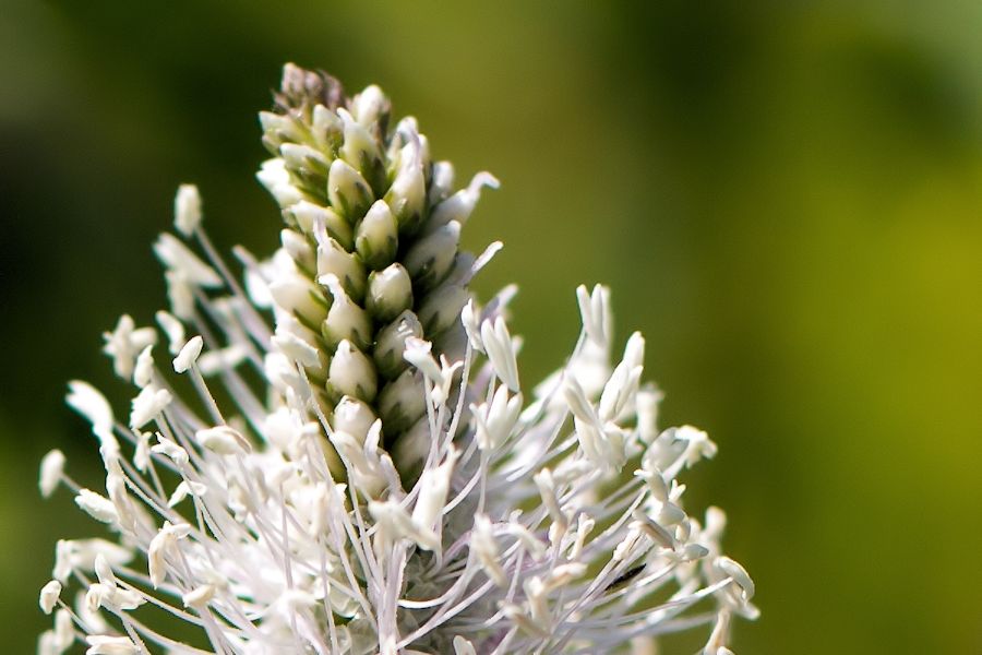 Blüte