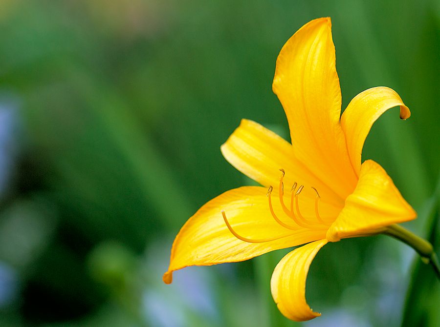 Blüte