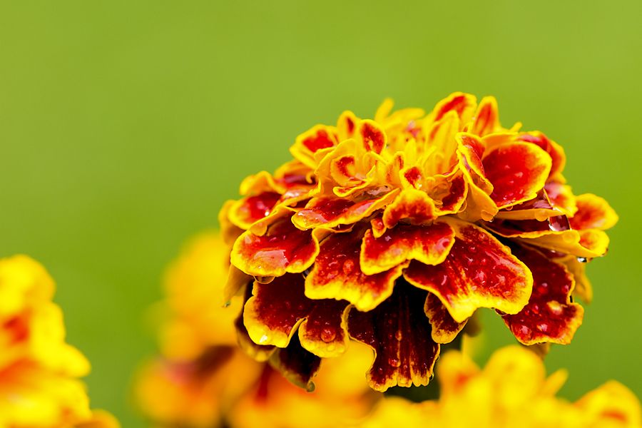 Blüte