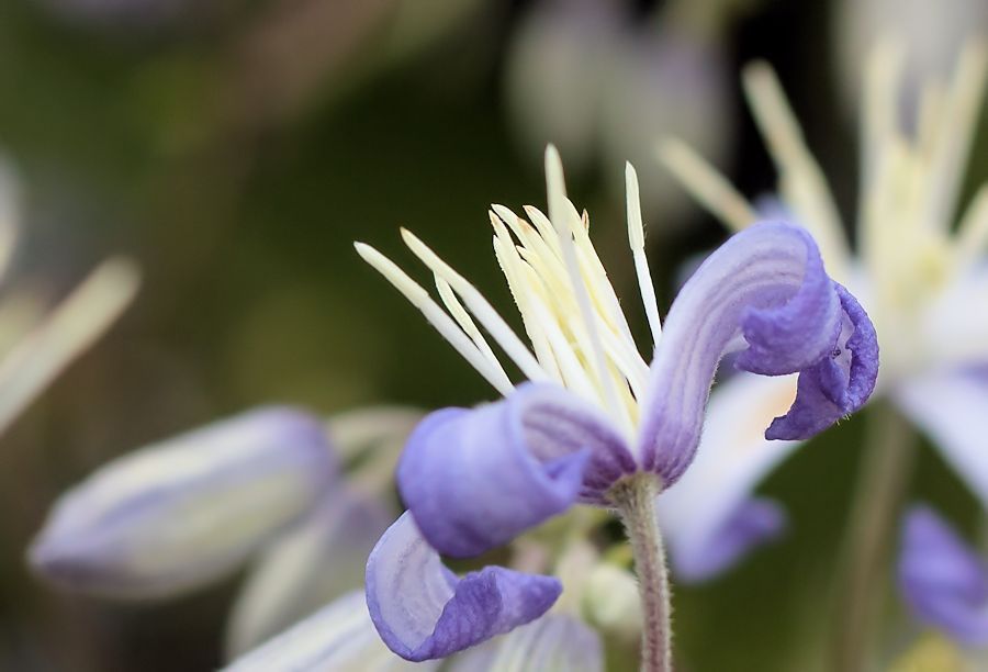 Blüte