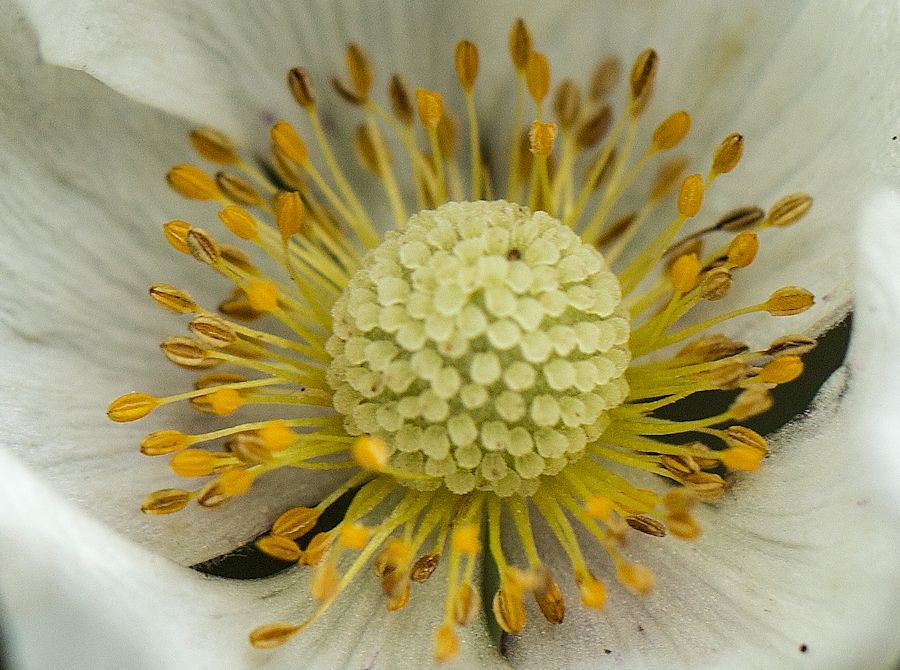 Blüte