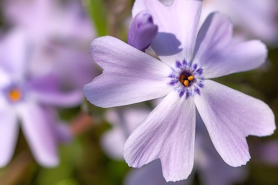 Blüte