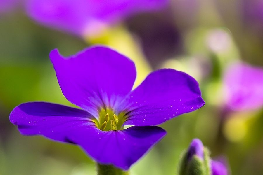 Blüte