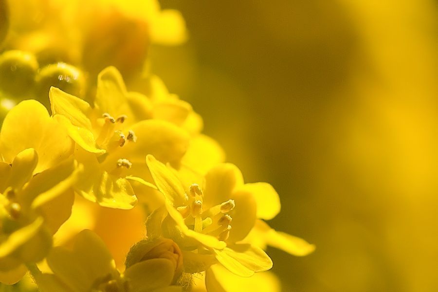 Blüte