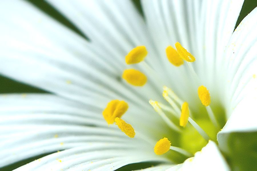 Blüte