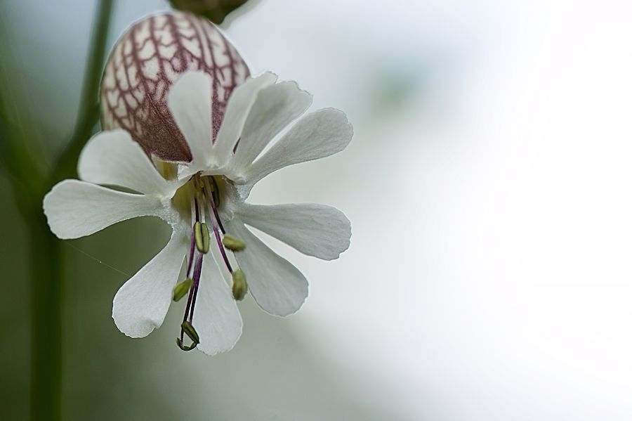 Blüte