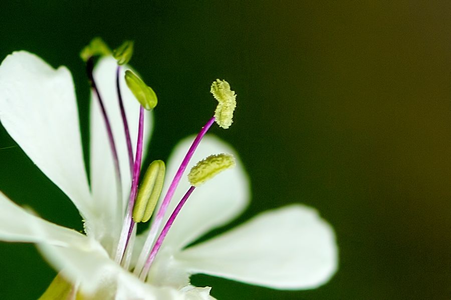 Blüte