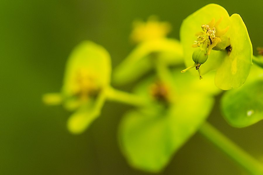 Blüte