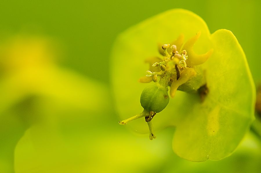 Blüte