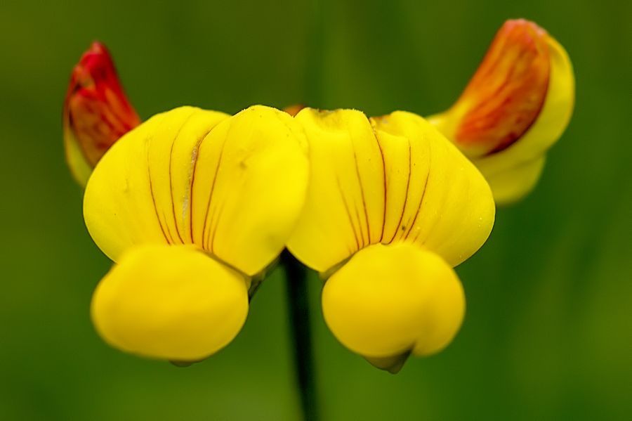 Blüte
