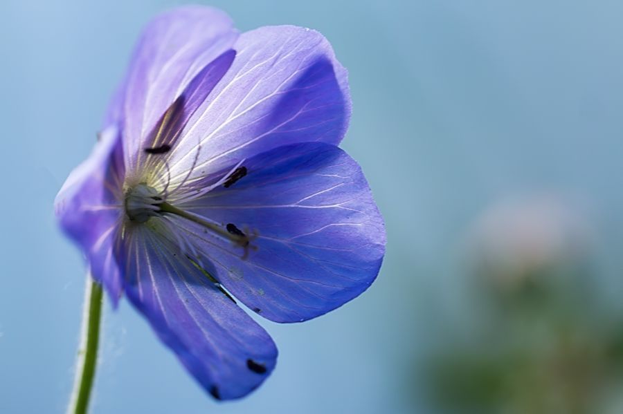 Blüte