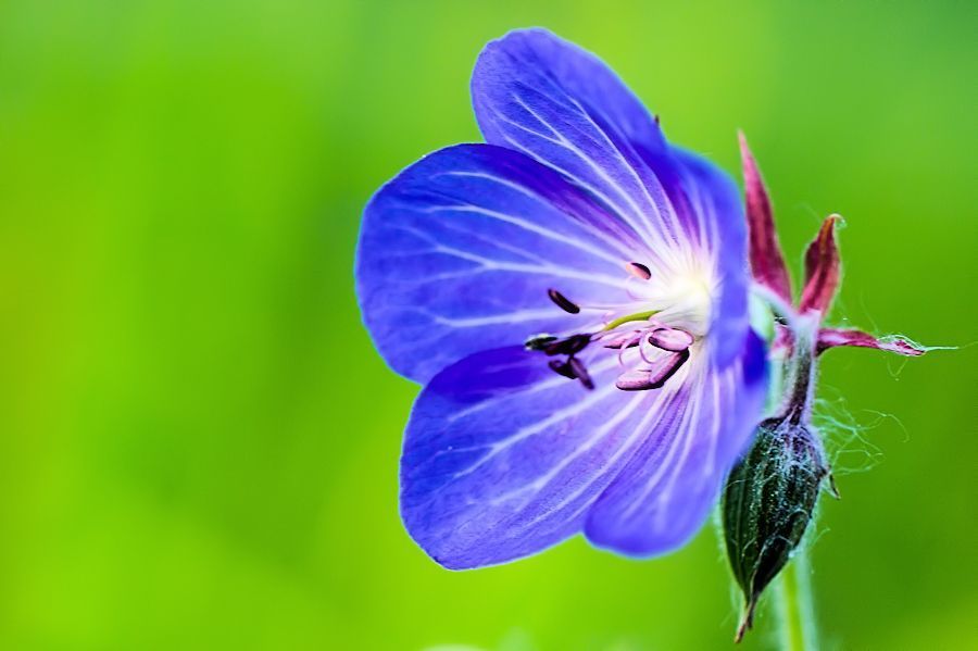 Blüte