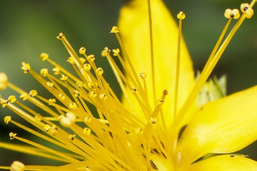Blüte
