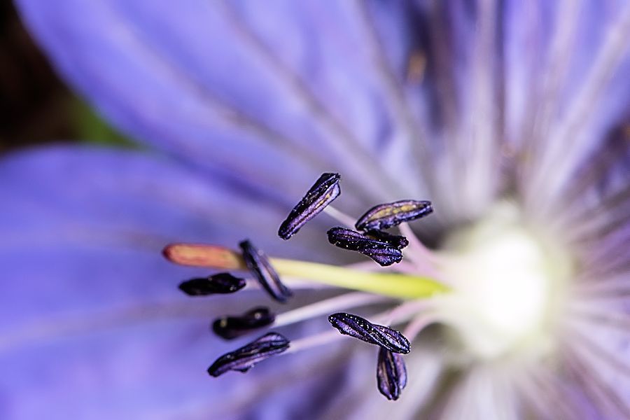 Blüte